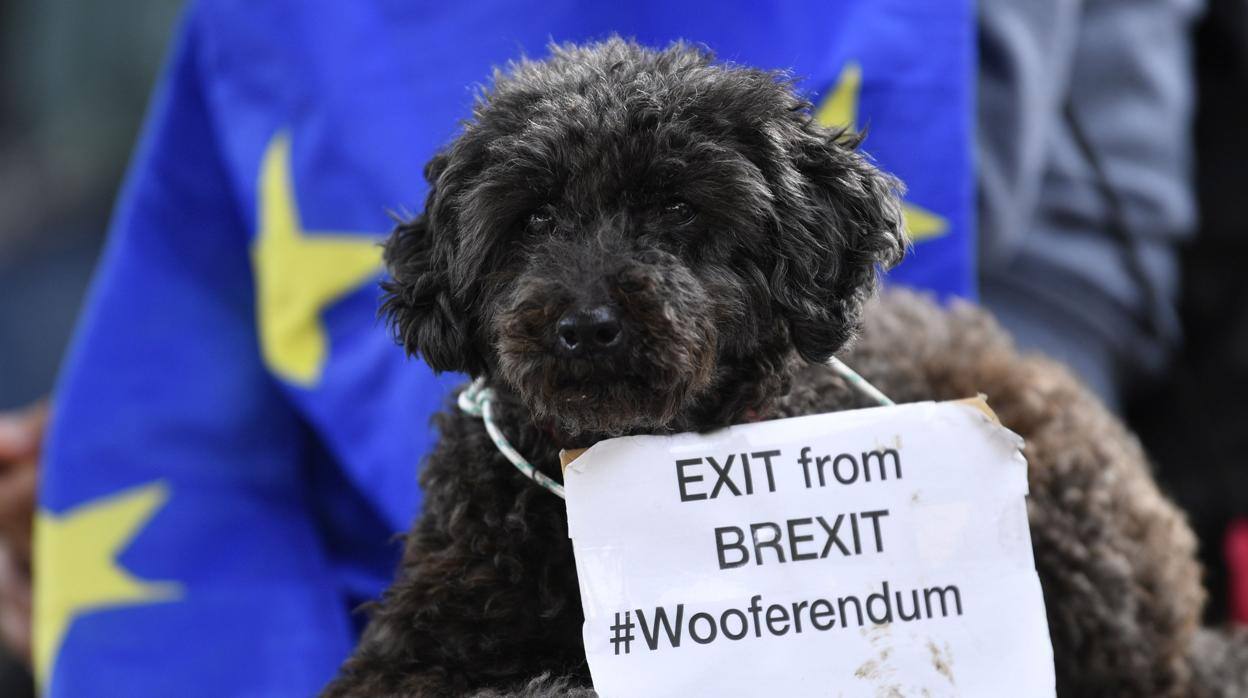 Londres: Perros se manifiestan contra el Brexit y piden un Wooferendum