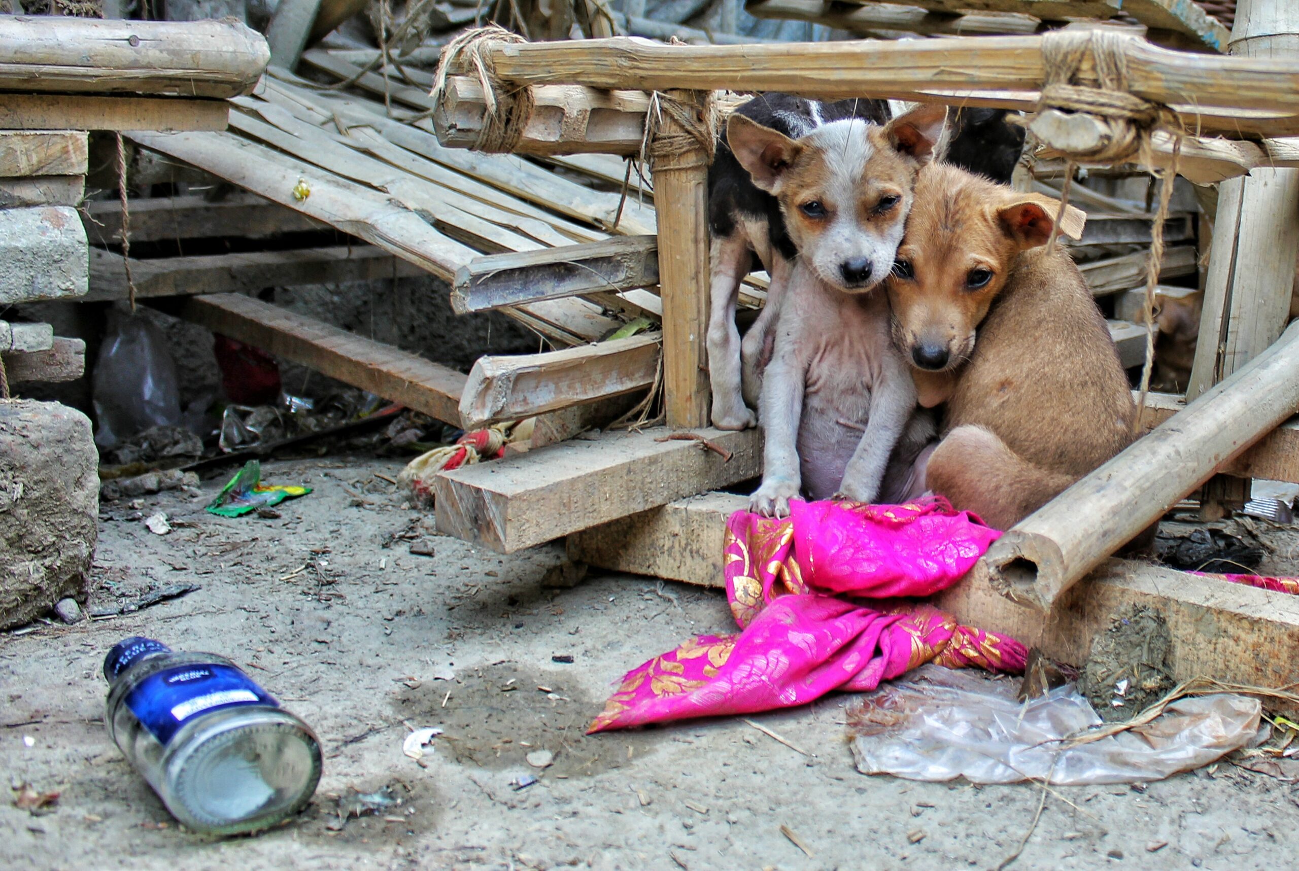 Los perros también padecen el abandono de la familia