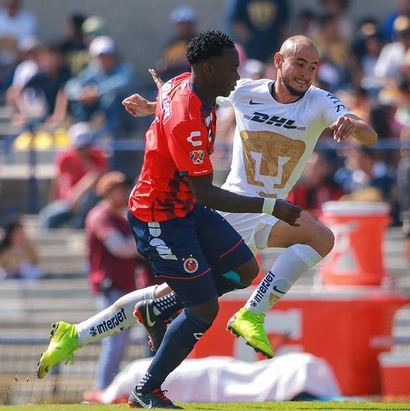 Los Pumas salen a pescar tiburones, en el Clausura 2019