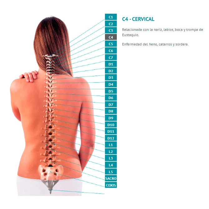 Luce columna vertebral en 11 ideal de Adrenalina