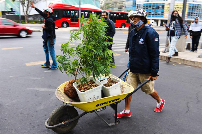 Mañana, debate el Senado sobre consumo lúdico de marihuana; buscan amplio consenso para aprobarlo