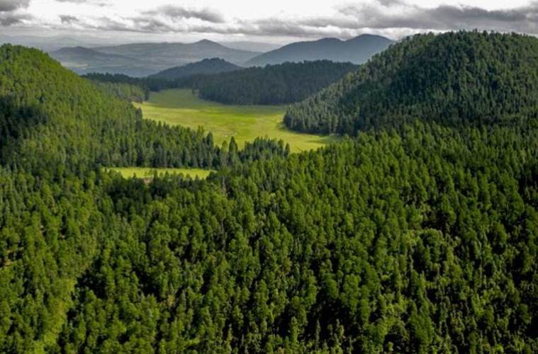 México reducirá 30% presupuesto para el sector forestal