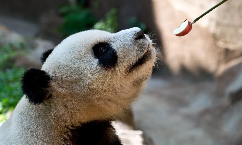 Muere XingXing, la osa panda en cautiverio más longeva del mundo