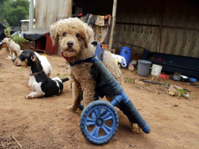 Mujer construye sillas de ruedas para perritos discapacitados