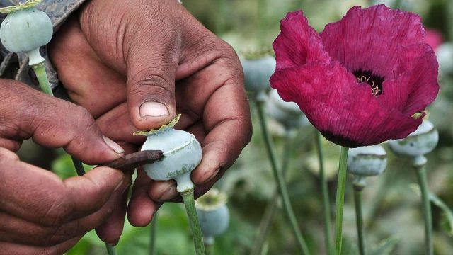 Mujer rusa de 61 años podría ser condenada por cultivar amapola en su huerto