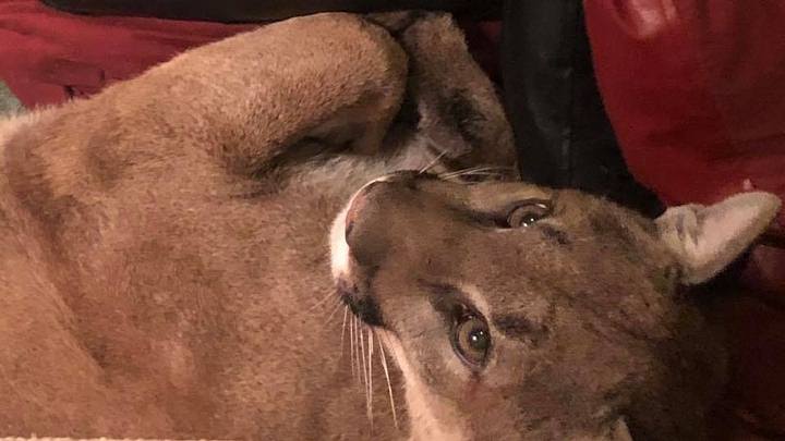 Mujer salva su vida al sacar a un puma de su casa con “telepatía” (+video)