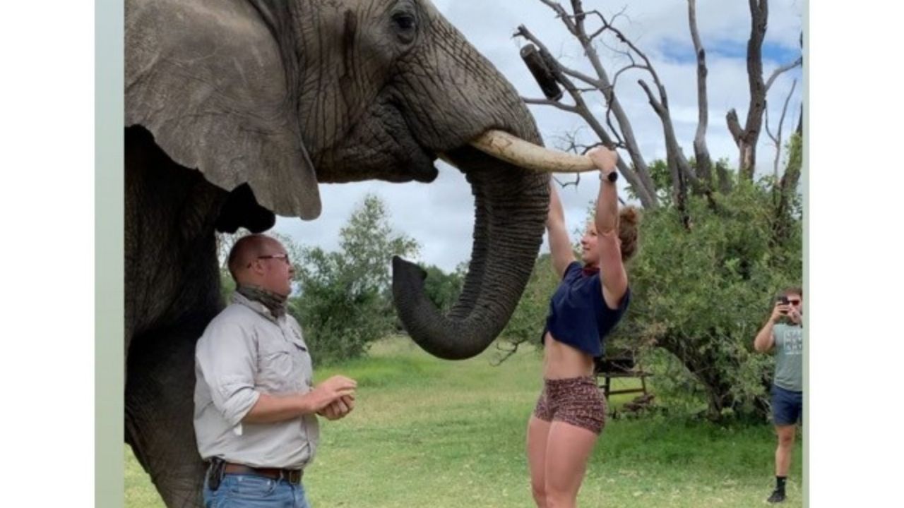 Mujer se cuelga de colmillos de elefante, para practicar CrossFit