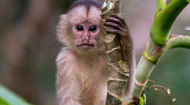 Once especies de primates en peligro de extinción en Ecuador