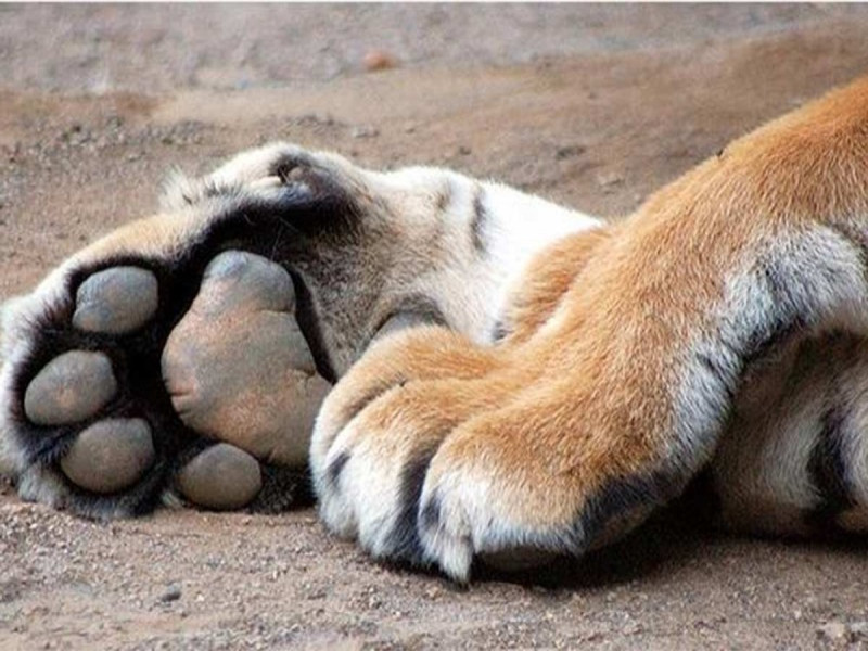 Pánico entre vecinos por supuesta presencia de tigre