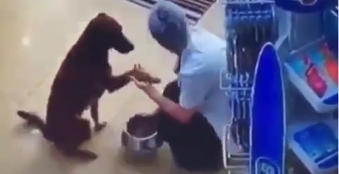 Perrito entra a farmacia para pedir que le curen la herida