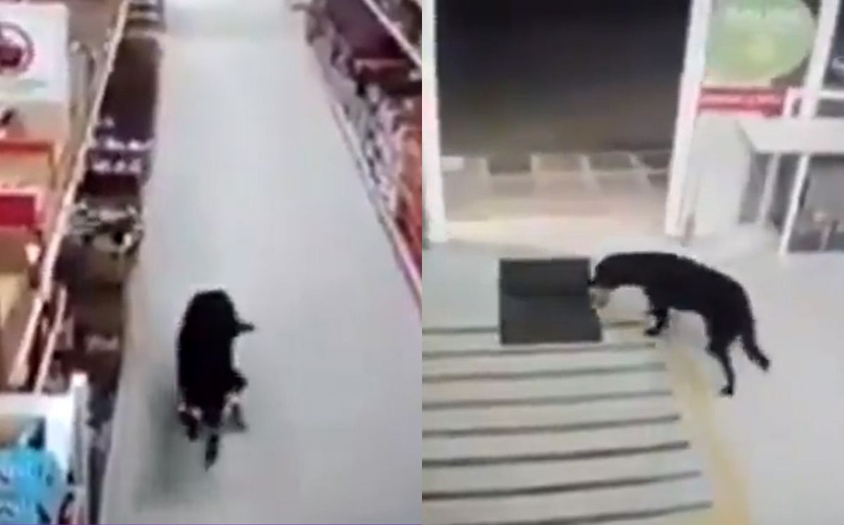 Perrito sanitiza sus patas tras robar comida en una tienda