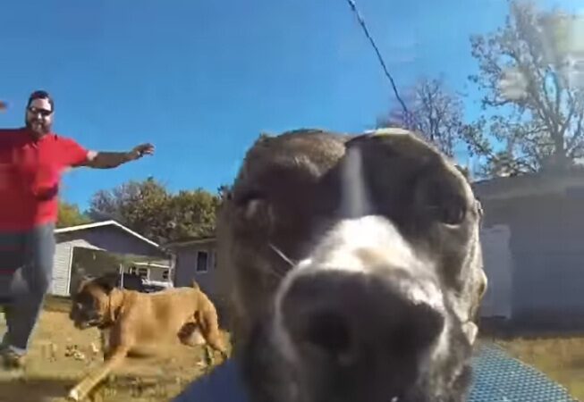 Perro Bonnie graba su propia persecución al robar plato volador con cámara de video