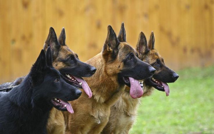 Perros policías se ven obligados a usar zapatos por el calor (+FOTOS)