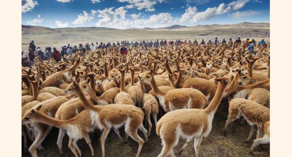 Perú multiplica por diez la población de vicuñas durante último medio siglo