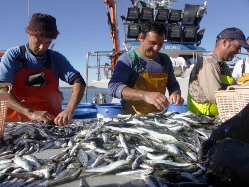 Pesca sustentable de sardina, lista para abastecer canasta básica