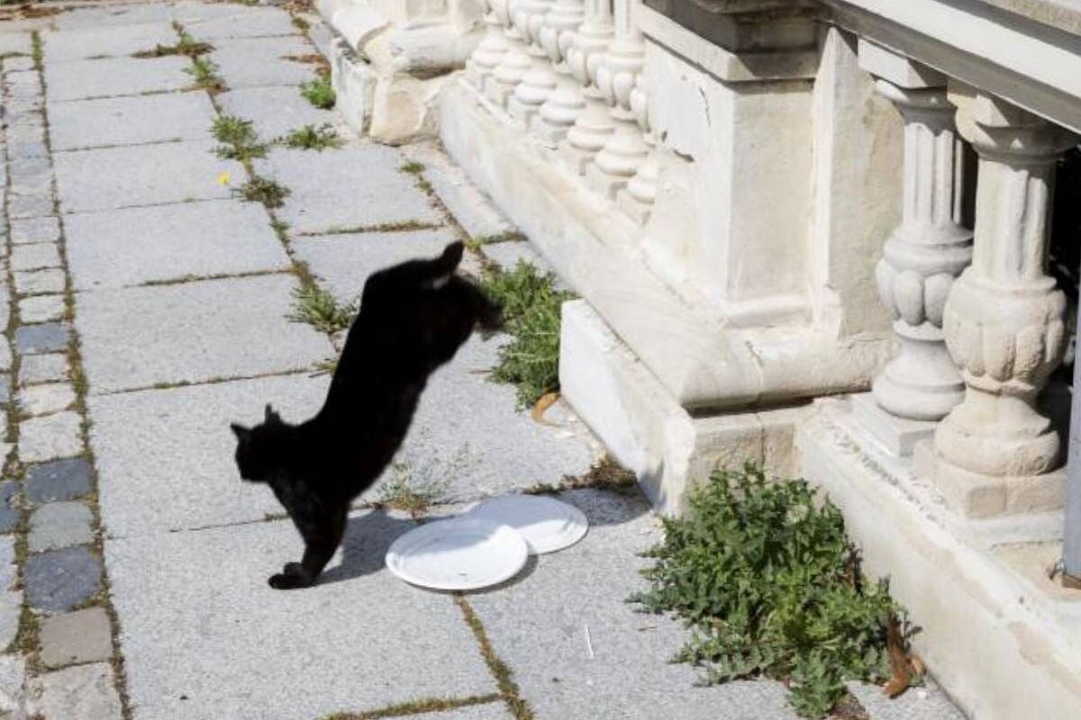 Por festejarle el cumple al gato, resultaron contagiados de Covid-19