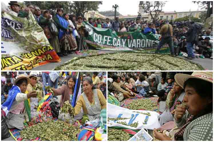 Práctica ancestral en Bolivia inició el masticado de hoja de coca