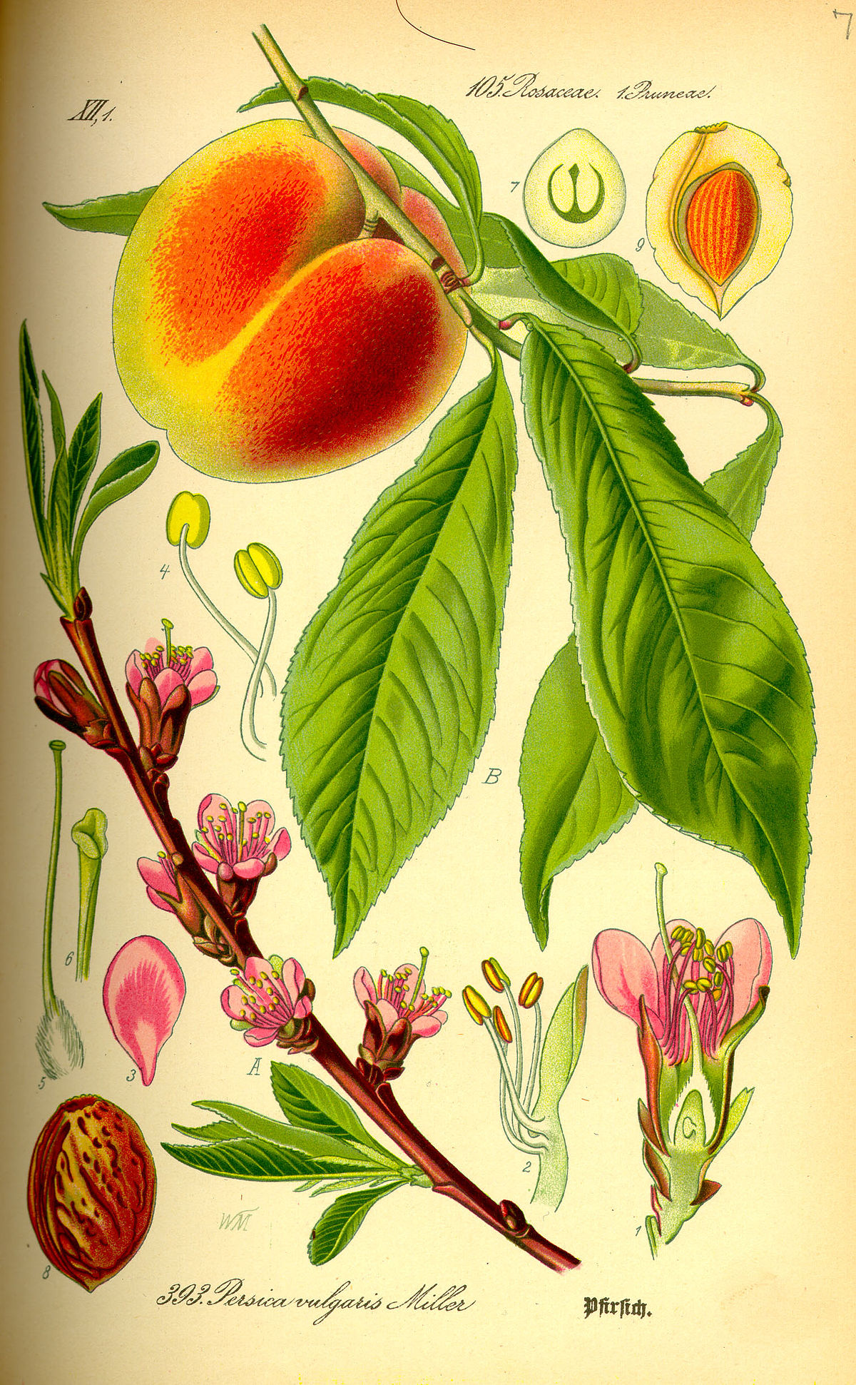 Prunus pérsica