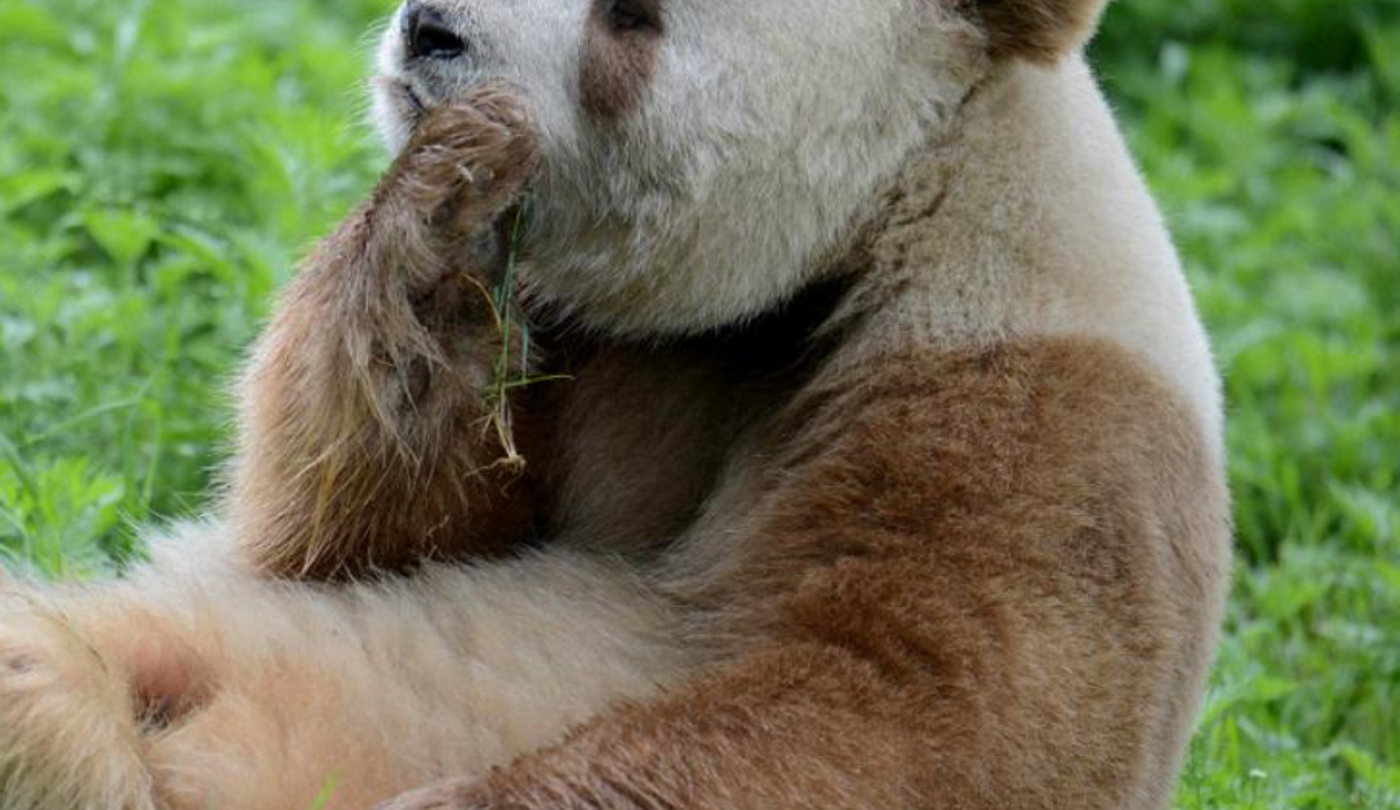 Qizai falla en su primer intento de apareamiento en China |
