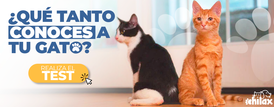 ¿Qué tanto conoces a tu gato?