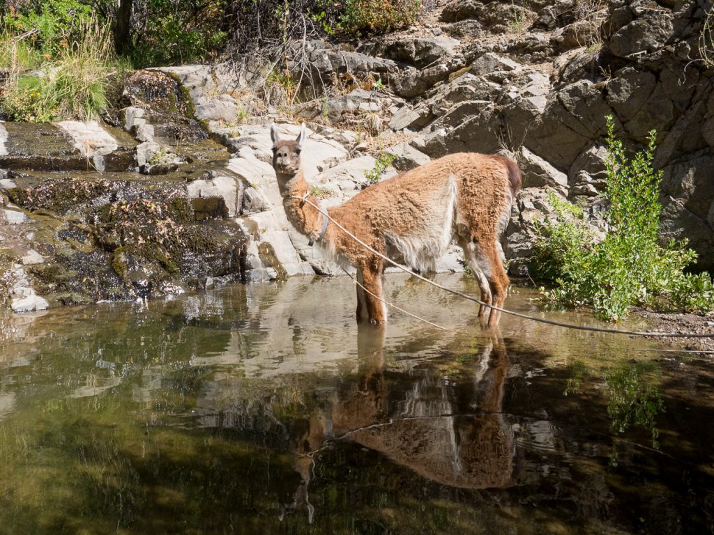 Santiago: Proyecto pionero busca reintroducir guanacos en el Cajón del Maipo