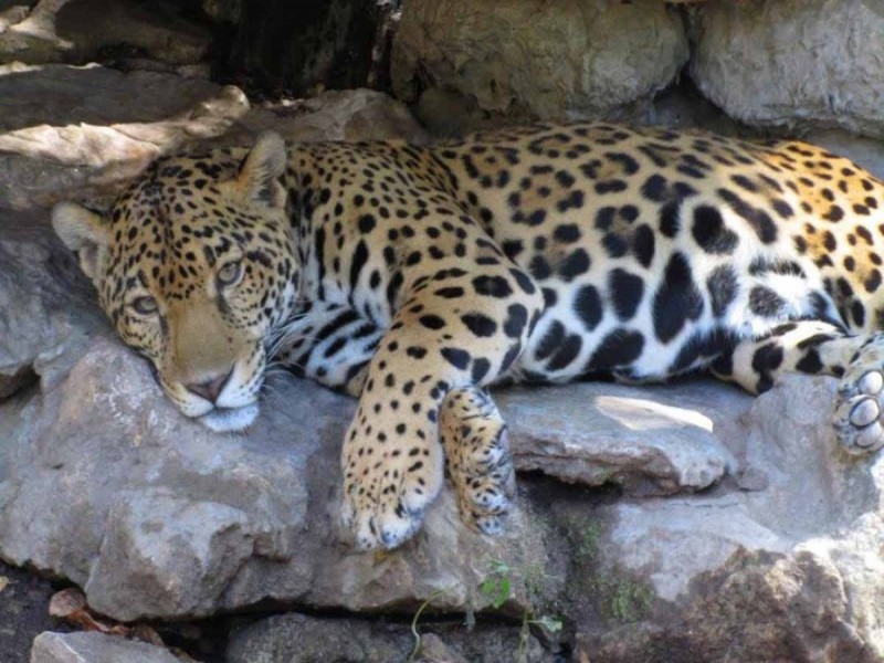 Semarnat destaca aumento de jaguares en México