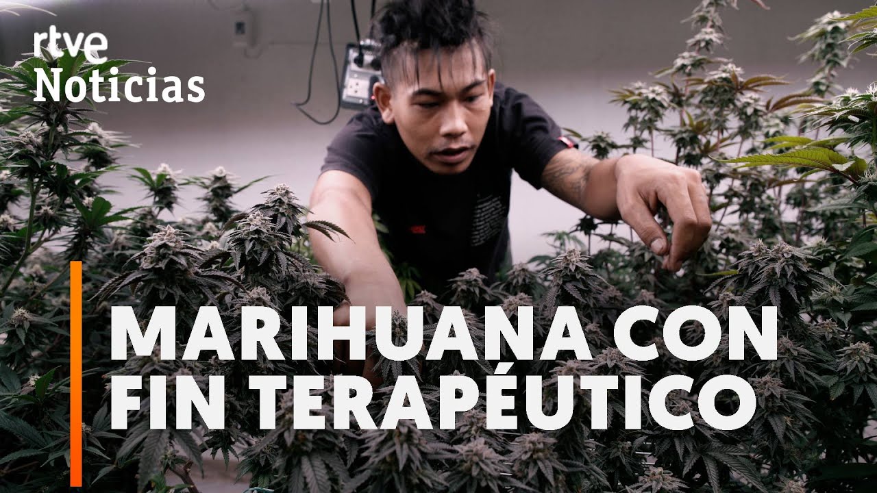 Tailandia legaliza el uso de la marihuana para fines medicinales