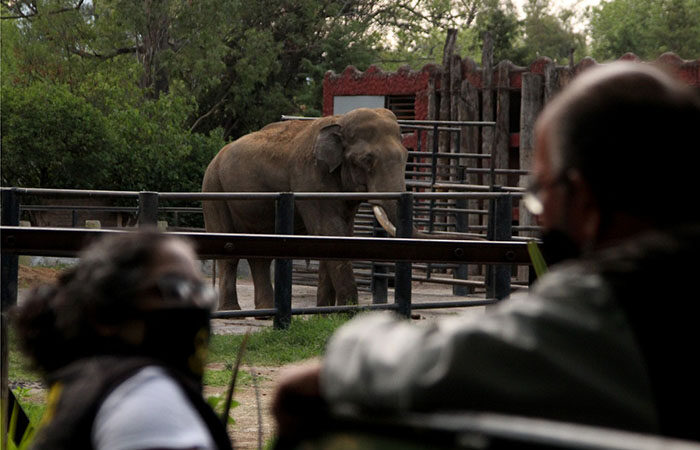 También el Zoológico de Morelia cierra sus puertas