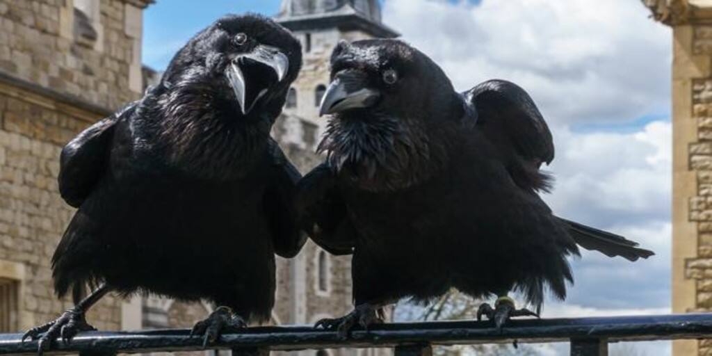 Temen que la leyenda se cumpla, tras desaparición de cuervo que cuidaba la Torre de Londres