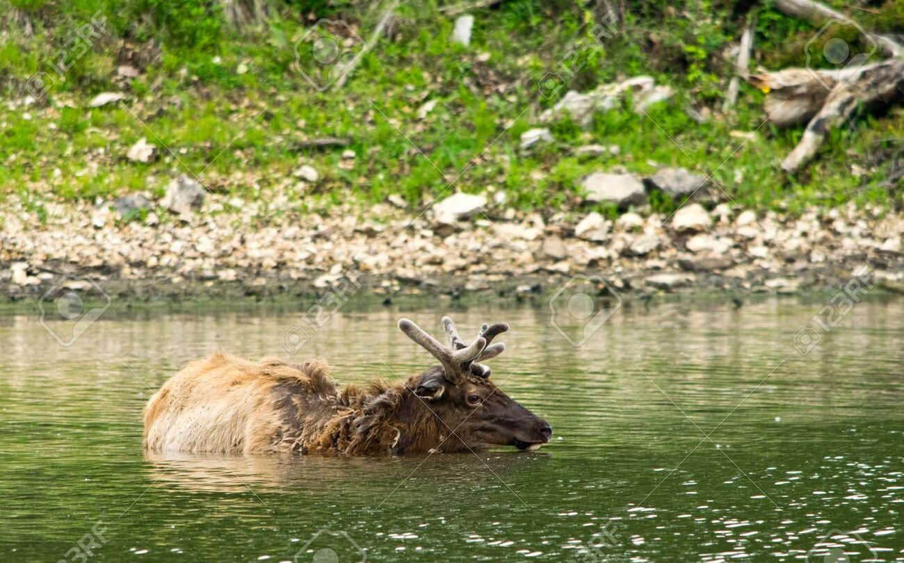 Un alce se ahogó en un lago mientras una multitud lo rodeaba para tomarle fotos |