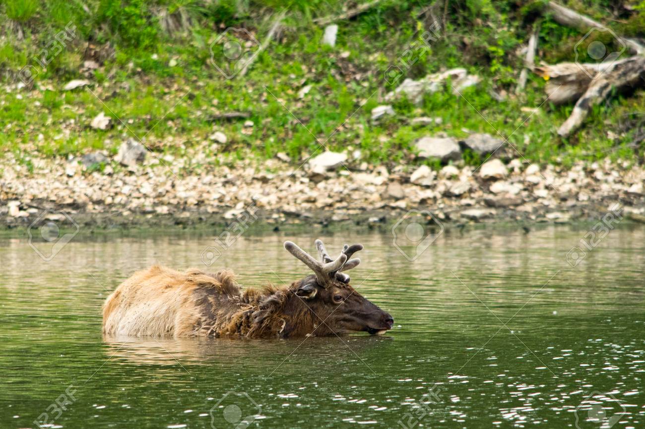 Un alce se ahogó en un lago mientras una multitud lo rodeaba para tomarle fotos