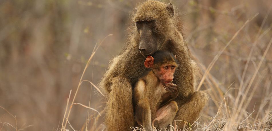 Un inhumano “cuidador” de fauna mató a 14 animales salvajes