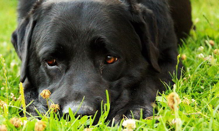 Un perro salva a hombre de pasar 50 años en la cárcel por supuesto abuso infantil