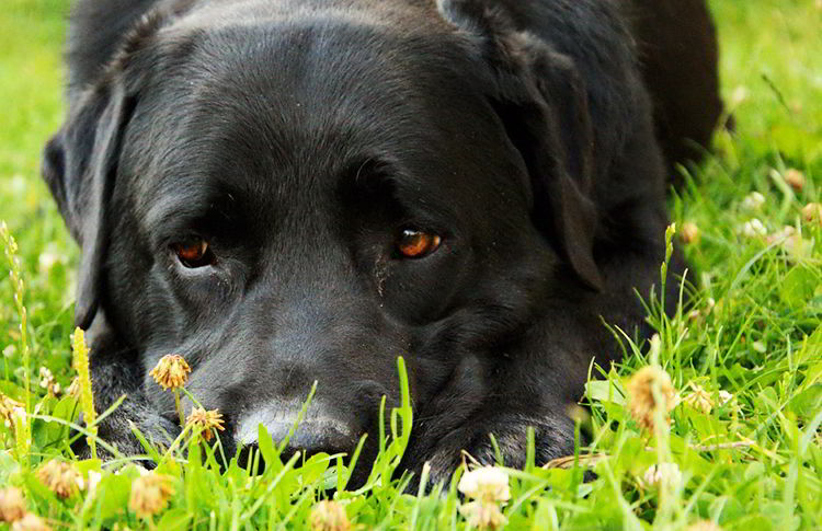 Un perro salva a hombre de pasar 50 años en la cárcel por supuesto abuso infantil