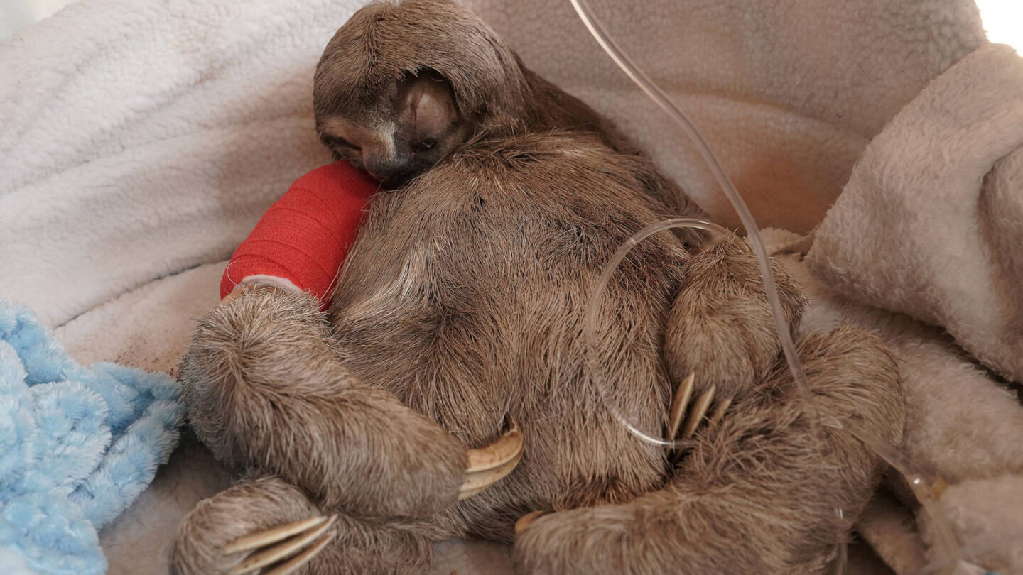 Un singular homenaje a la fauna doméstica y salvaje que fue noticia en julio +FOTOS |