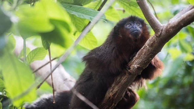 Una investigación resuelve el misterio del extinto mono del Caribe