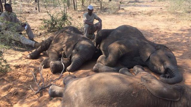 ¡Una masacre! Cazadores furtivos asesinan a 87 elefantes en el sur de África