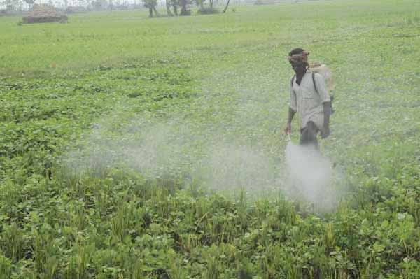 Universitaria investiga para degradar toxicidad de herbicida