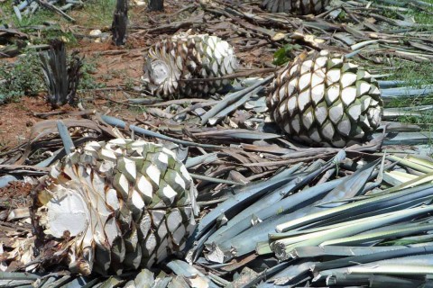 Universitarios convierten residuos de tequila en harina