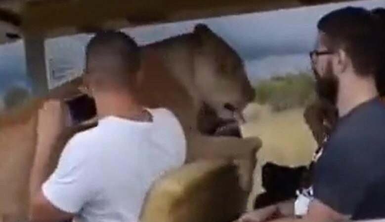 (Video) ¡Asombroso! Un león salta a un carro lleno de turistas para pedir caricias
