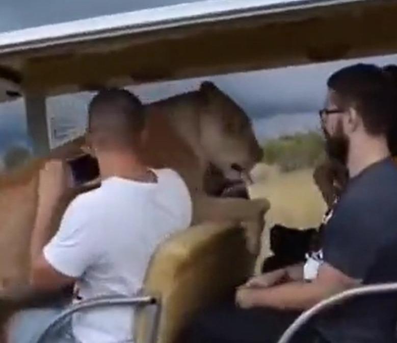 (Video) ¡Asombroso! Un león salta a un carro lleno de turistas para pedir caricias