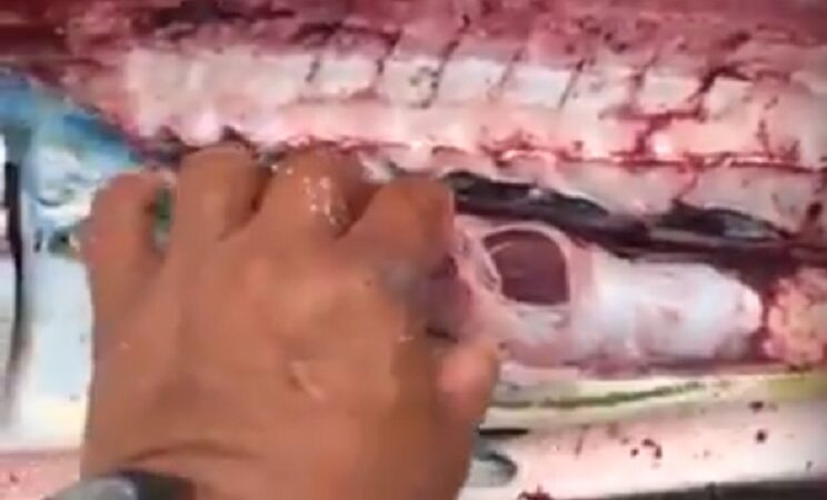 (Video) Atraparon un gran pez dorado, lo abrieron y tenía desechos plásticos en el estómago