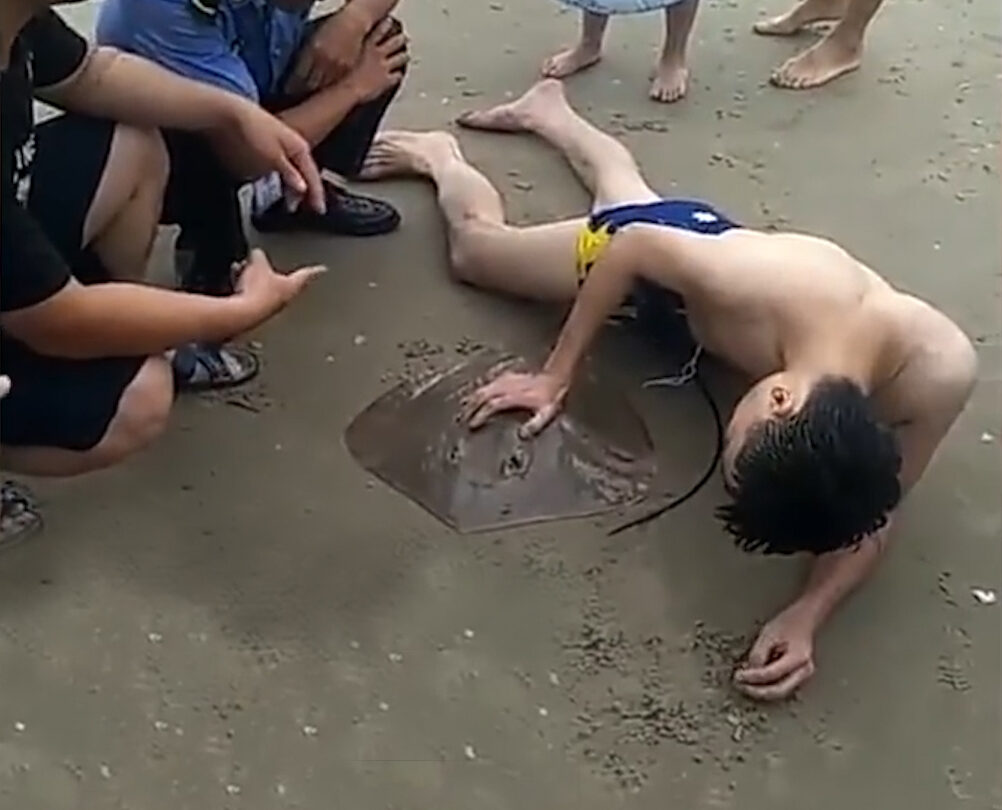 Video Doloroso Una raya de mar pica a un turista en sus genitales |