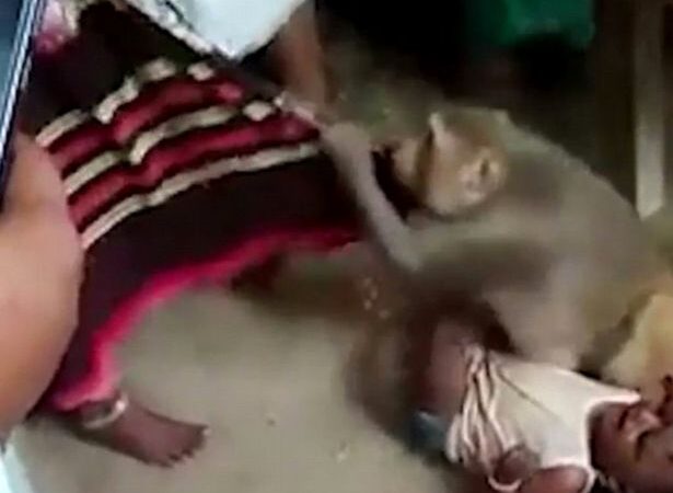 (Video + Fotos) Mono gritón secuestra a bebé y desata pánico entre los vecinos que tratan de rescatarlo
