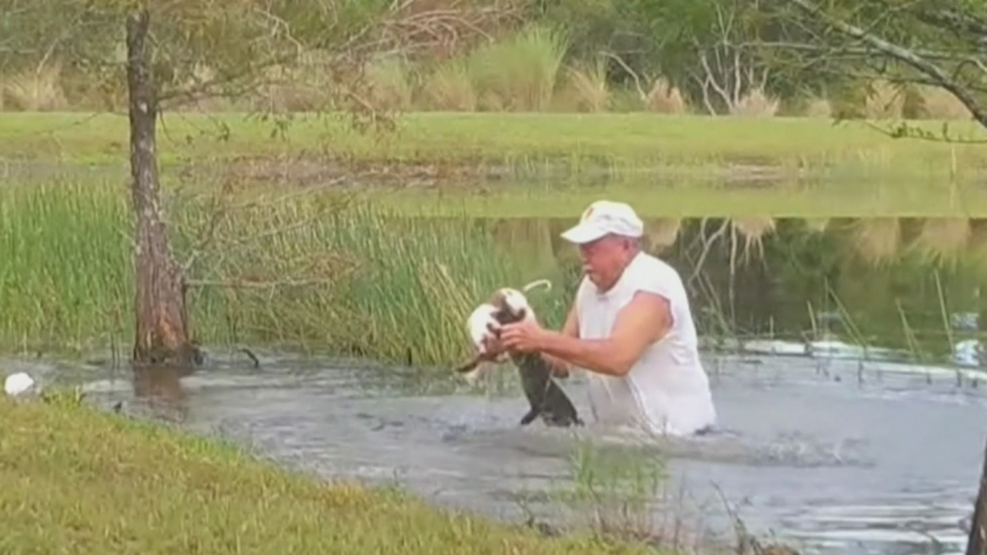 Video: Hombre salva a su mascota de las mandíbulas de un cocodrilo