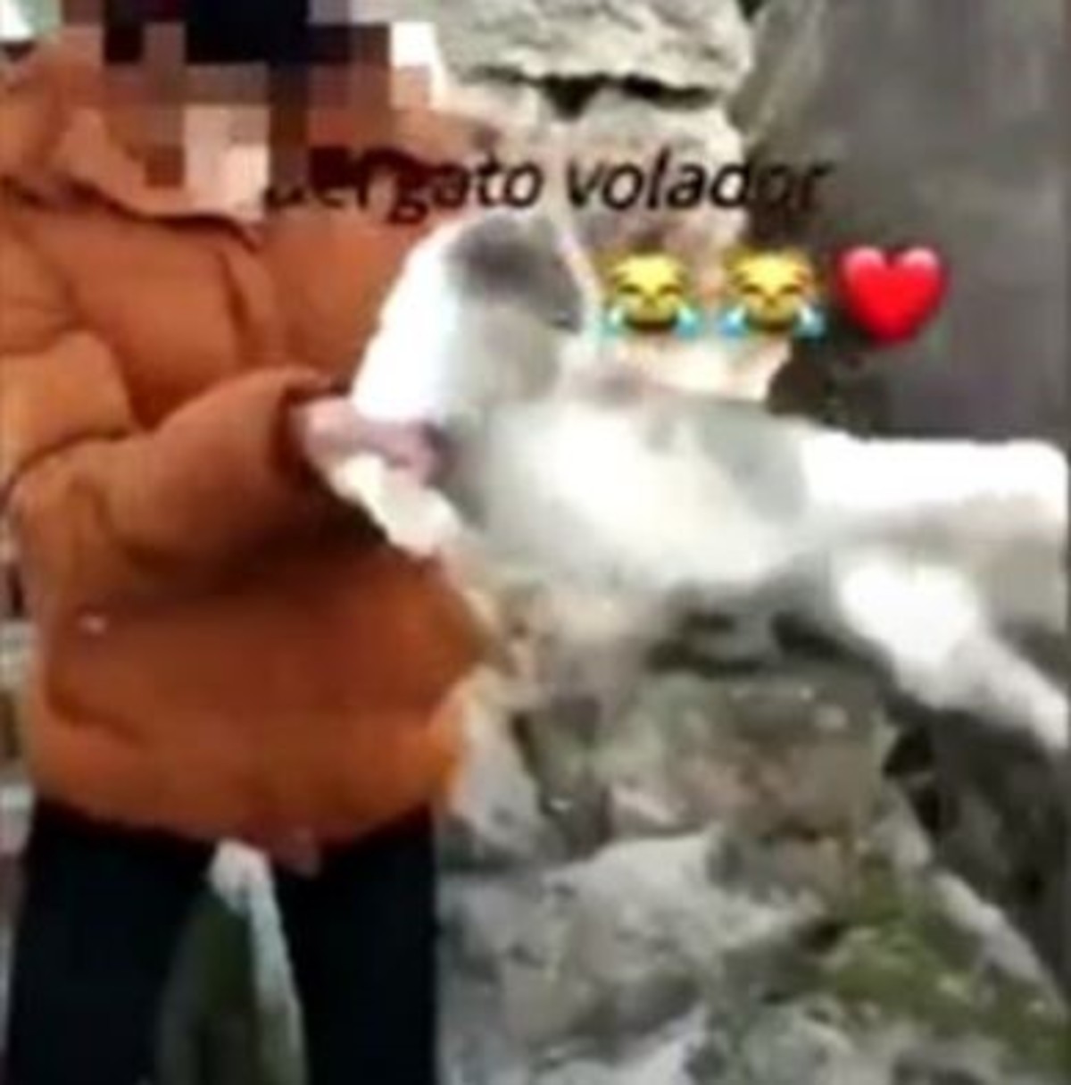 Video: Lanza a ritmo de “El gato volador” a gatito de un barranco para recaudar likes