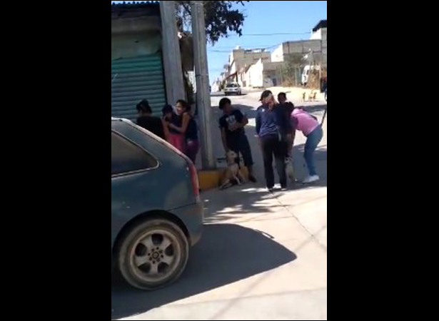 Video: Matan a golpes a pitbull que agredió en la calle a perro chihuahua en Ixtapaluca