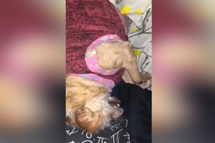 VIDEO | Perrita cae en shock por la pirotecnia que quemaban unos vecinos