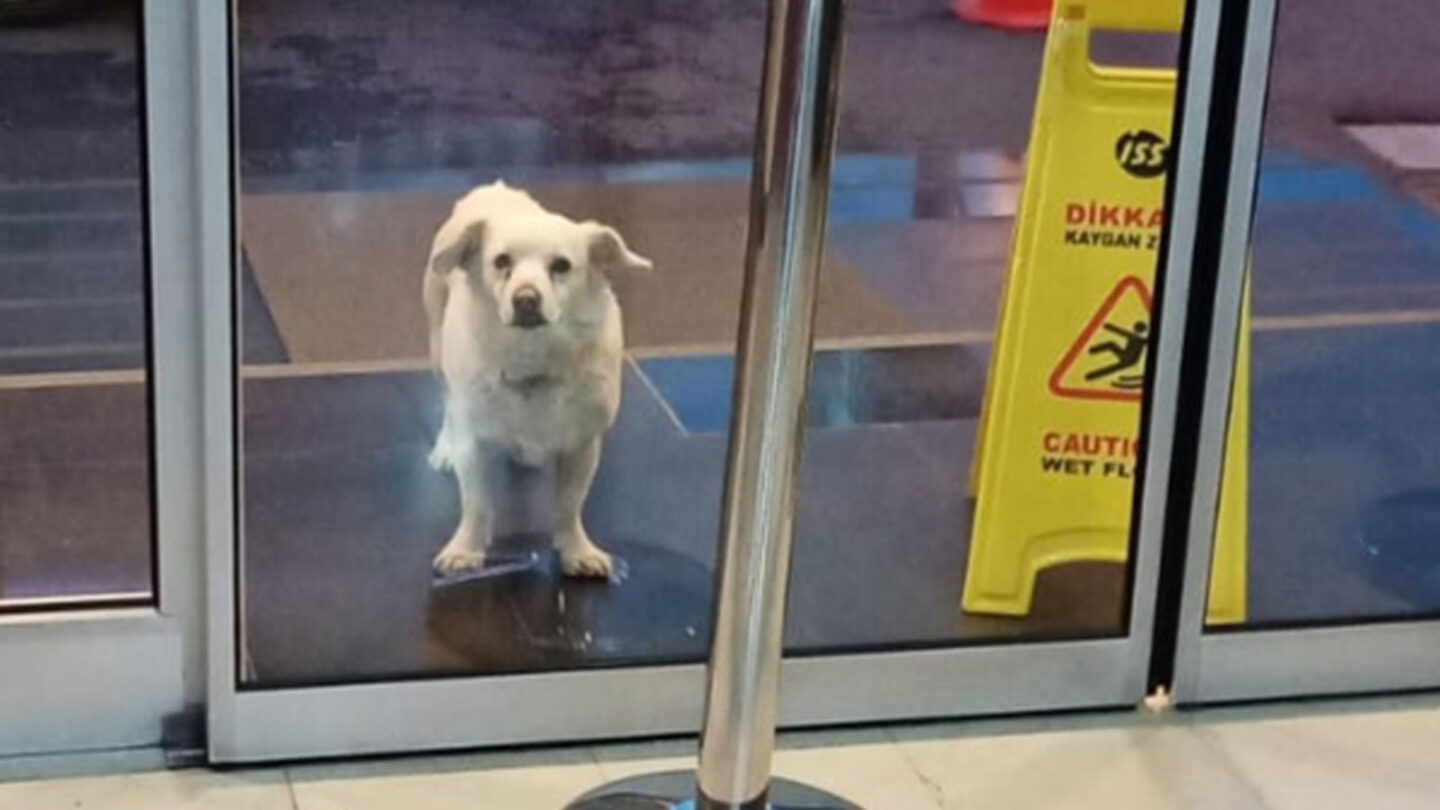 VIDEO Perro fiel esperó seis días fuera del hospital a su dueño enfermo |