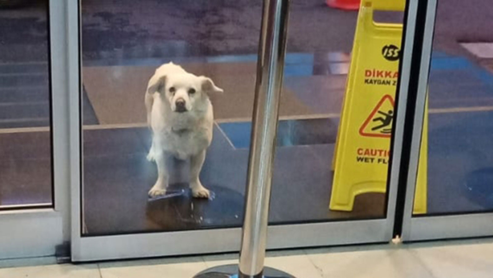 VIDEO: Perro fiel esperó seis días fuera del hospital a su dueño enfermo